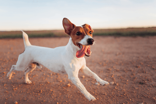 perchè un integratore per articolazioni e mobilità cambia la vita del tuo cane o gatto