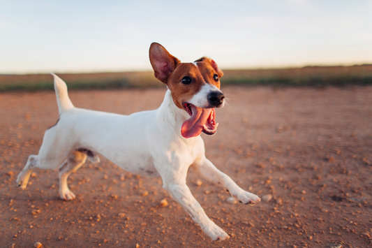 perchè un integratore per articolazioni e mobilità cambia la vita del tuo cane o gatto