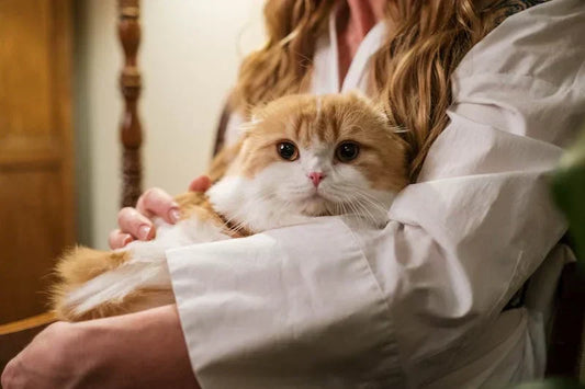 perchè il tuo gatto ha bisogno di vitamine e integratori