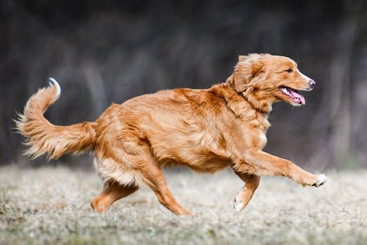 Rendi Felice il Tuo Amico a Quattro Zampe: Scopri Artro Flex per Articolazioni Forti e Movimento Senza Dolore