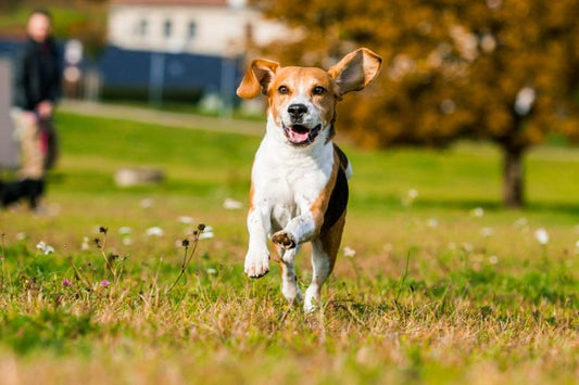 Cosa dare al tuo cane per rinforzare le articolazioni: Sintomi, Consigli Utili e Integratori Naturali