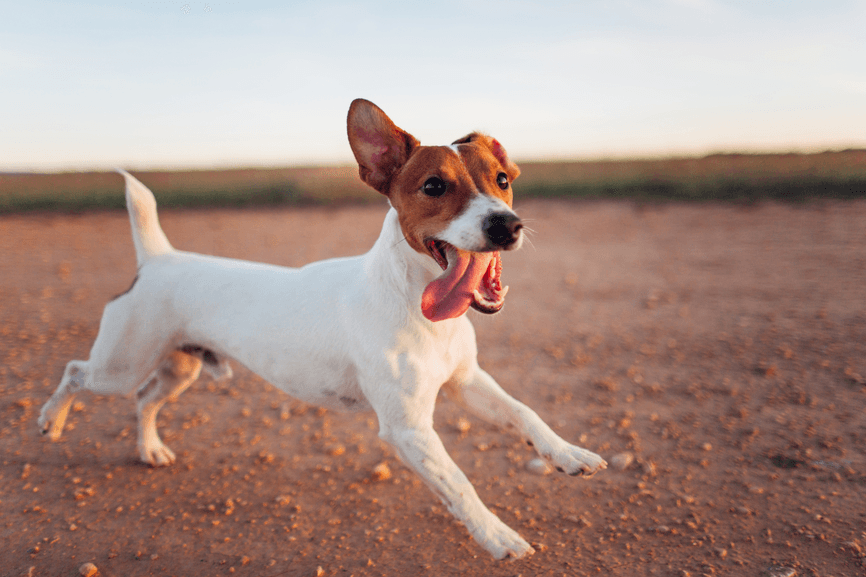 perchè un integratore per articolazioni e mobilità cambia la vita del tuo cane o gatto
