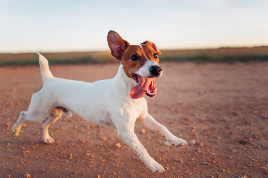 perchè un integratore per articolazioni e mobilità cambia la vita del tuo cane o gatto