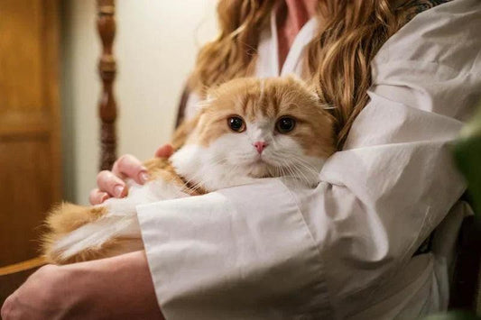 perchè il tuo gatto ha bisogno di vitamine e integratori