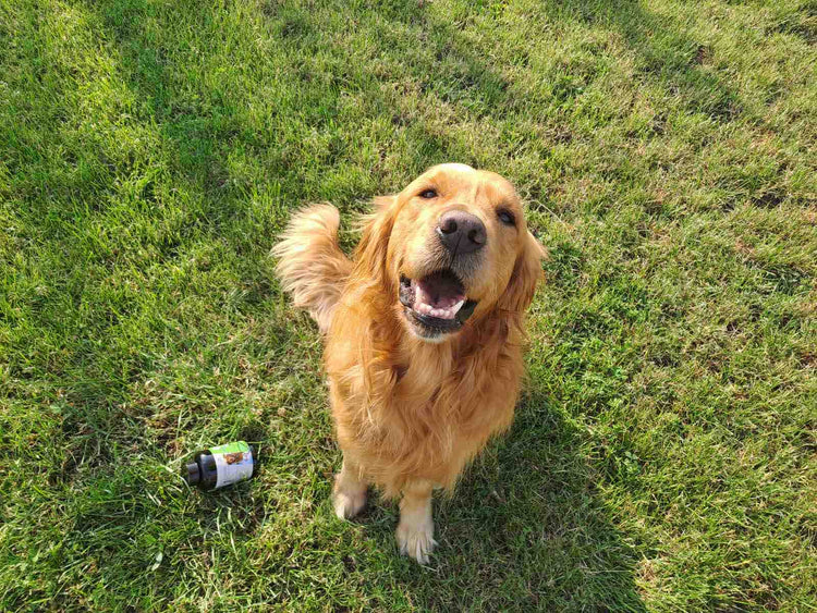 Vet Vital Pharma Artro Flex Titan Integratore Naturale per Cani