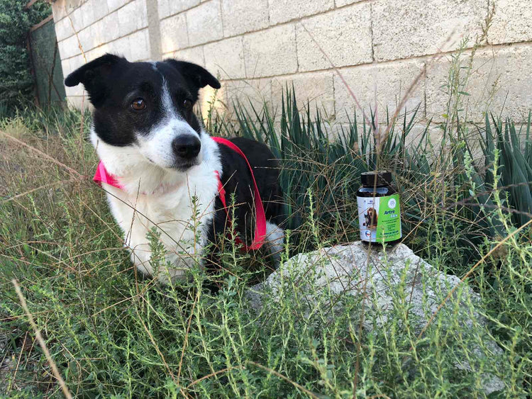 Vet Vital Pharma Artro Flex Integratore Naturale per Cani e Gatti